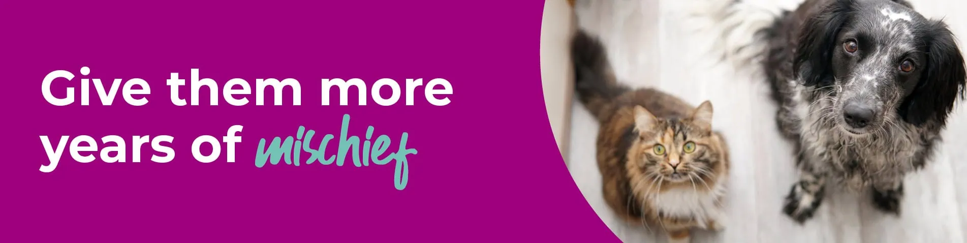 Senior Pets Care | Regular Check-ups | Gower Vets Swansea