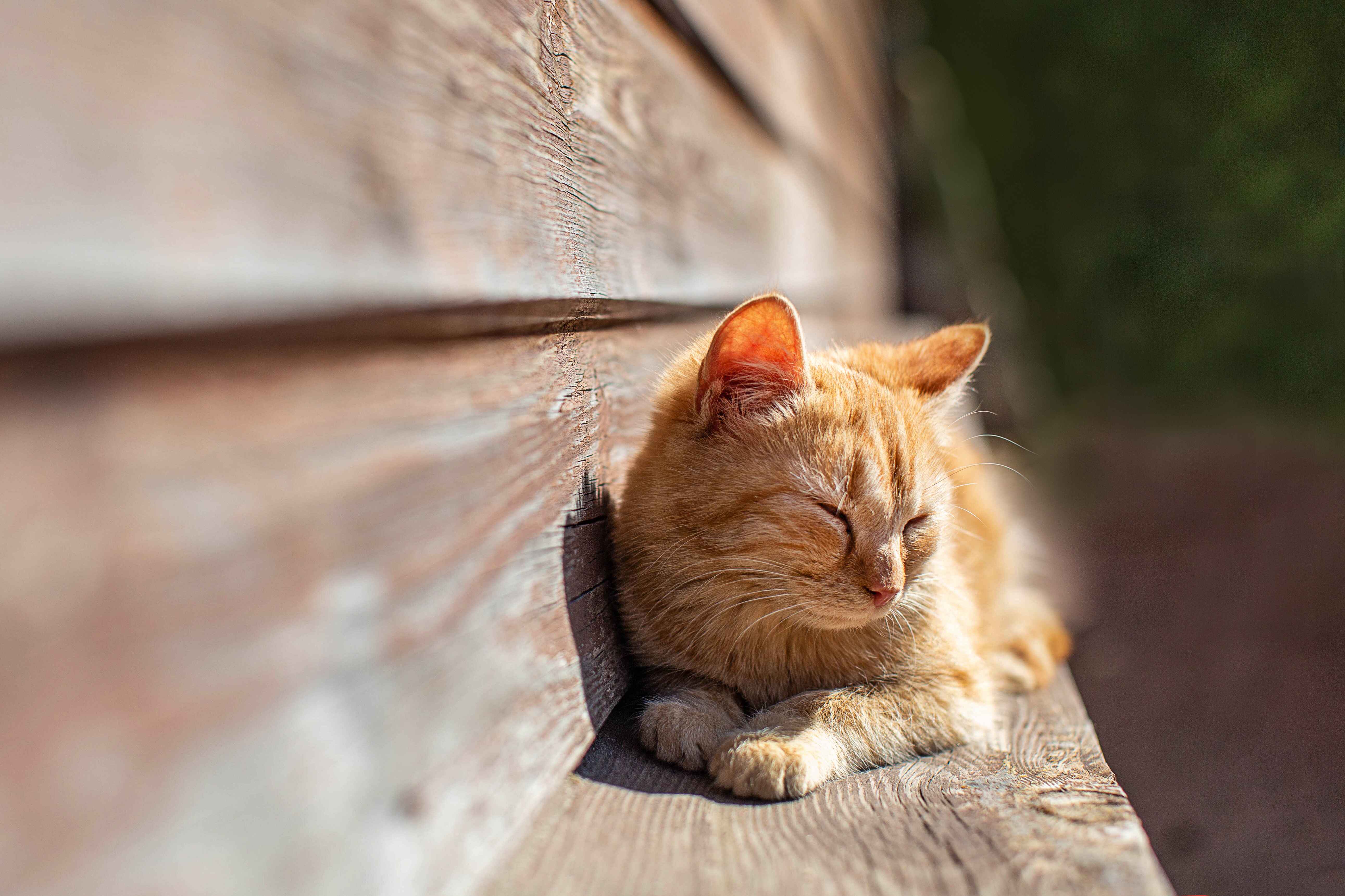 cats in season gower