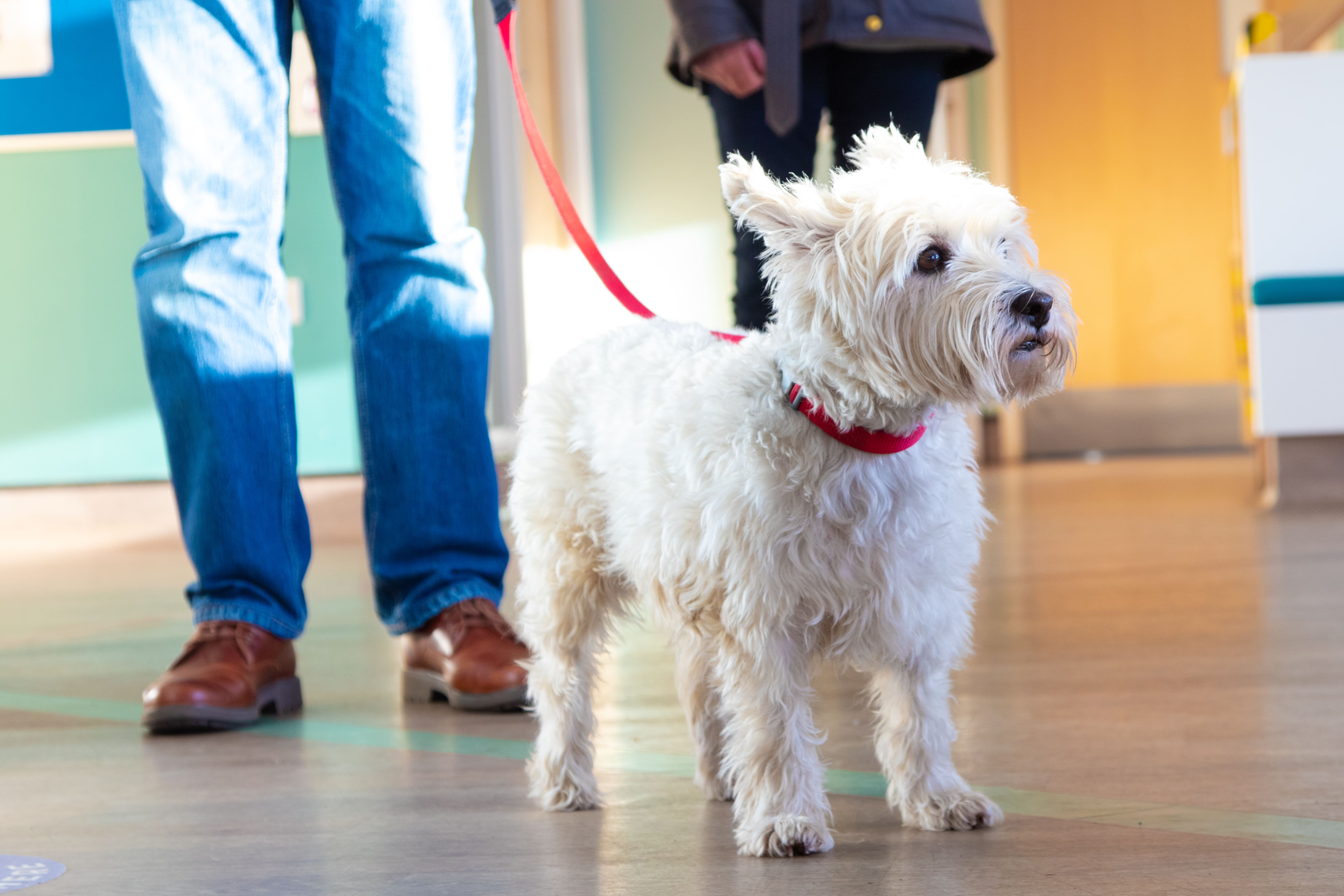dog booster vaccinations at gower