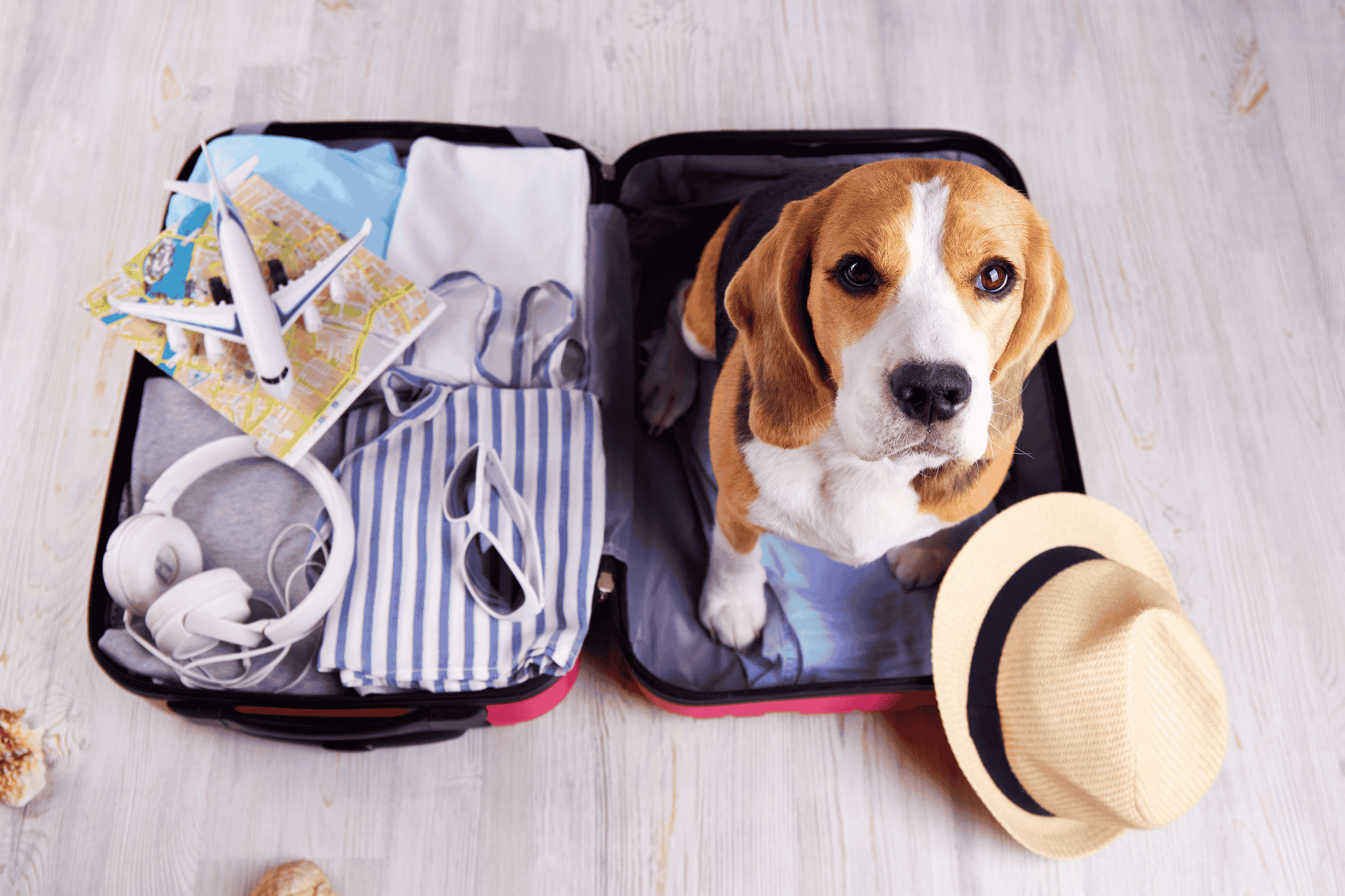 dogs yearly shots for travelling result
