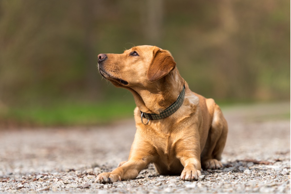 tapeworm in dogs at gower