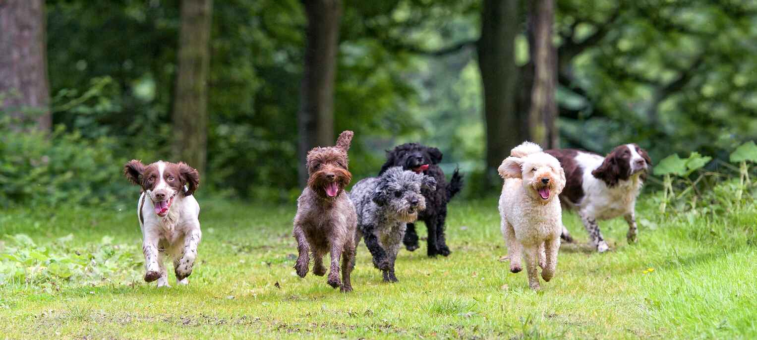 vaccinated dogs from gower