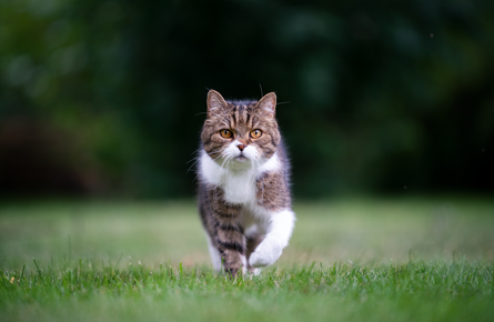 Cat Microchipping – Gower Vets