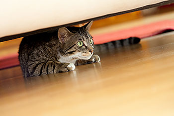 Help with cat anxiety the Bonfire night with Gower vets