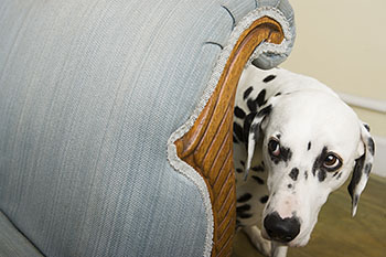 Gower Vets can help with dog anxiety this Halloween