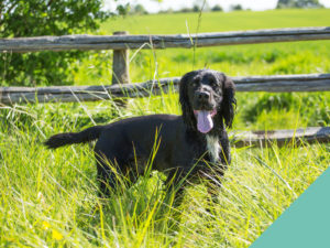 Black dog with his tongue out