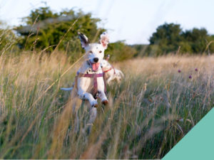 Dog running through tall grass
