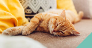 A ginger cat lying down