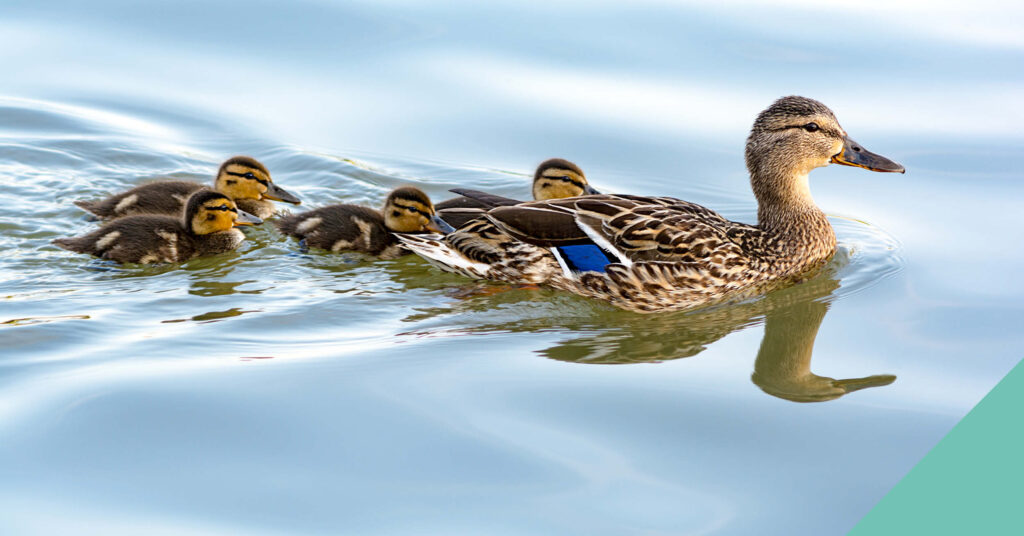 a duck and her ducklings