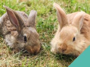 Two rabbits on the grass