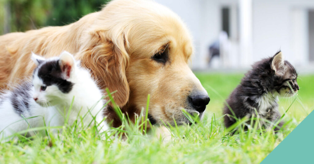 A golden retriever and two cats