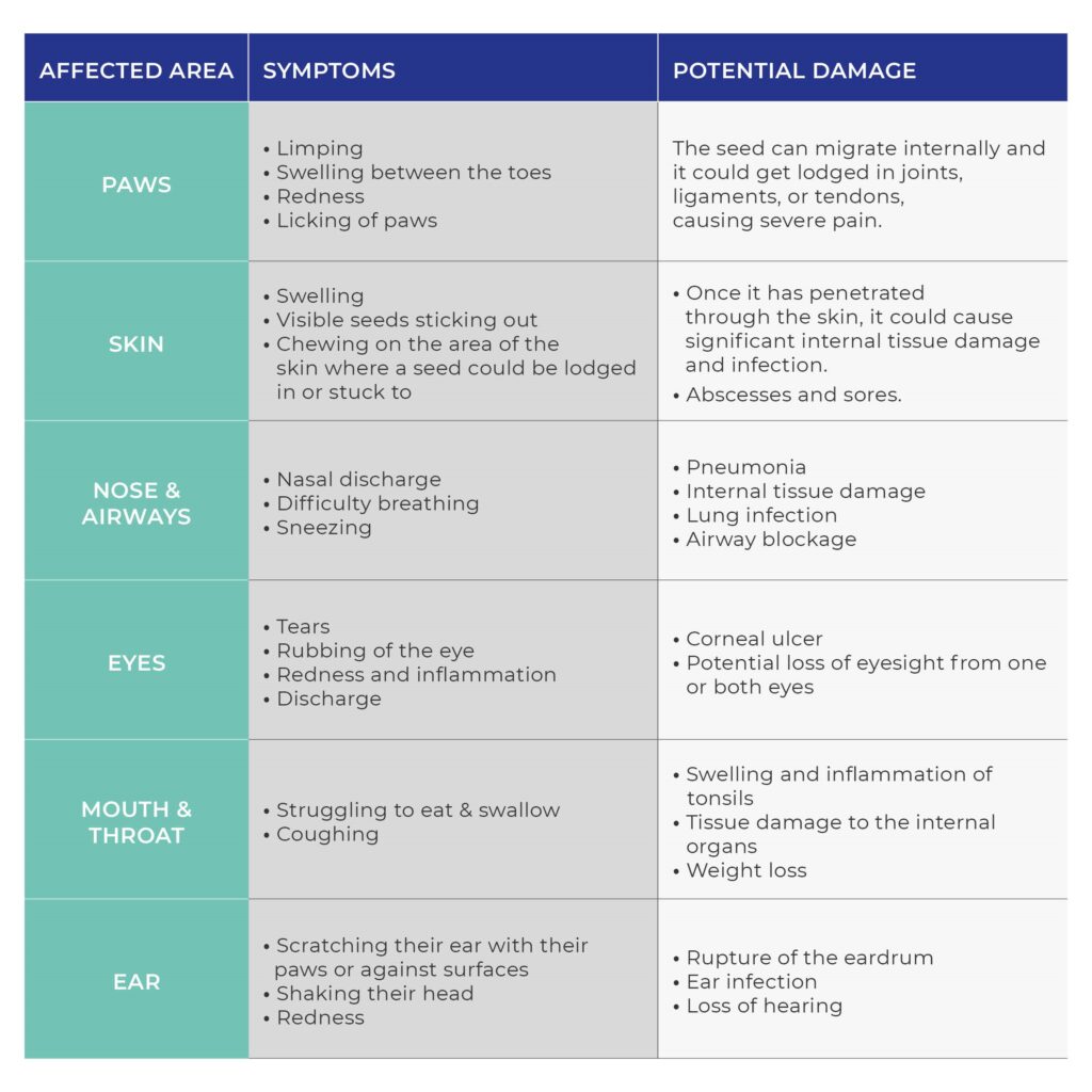 Grass seed symptoms infographic