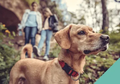 two people walking their dog