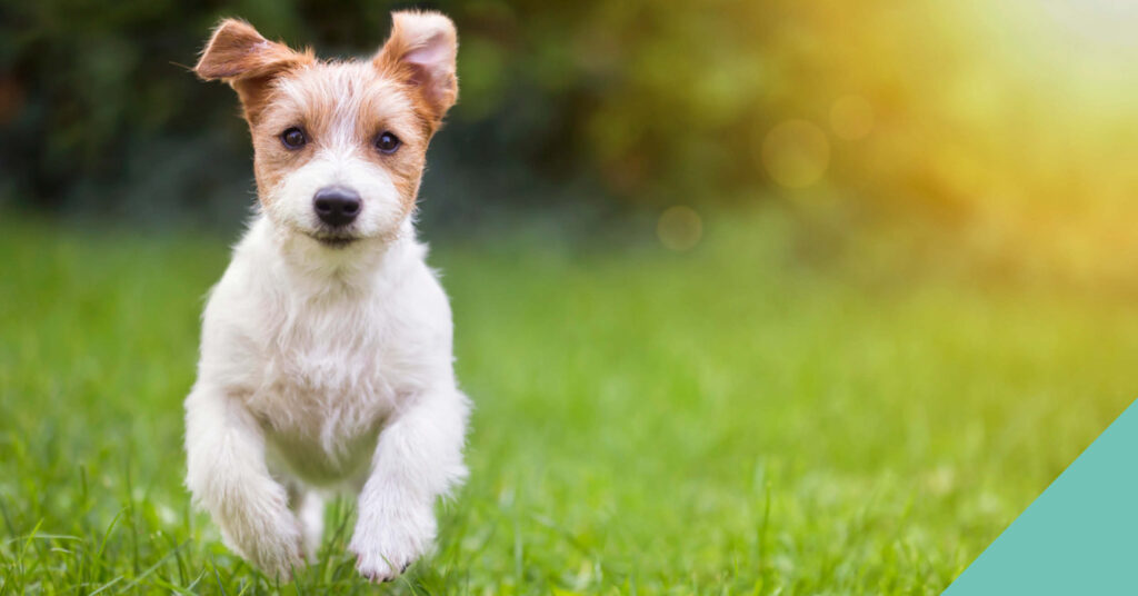 A little brown and white dog running