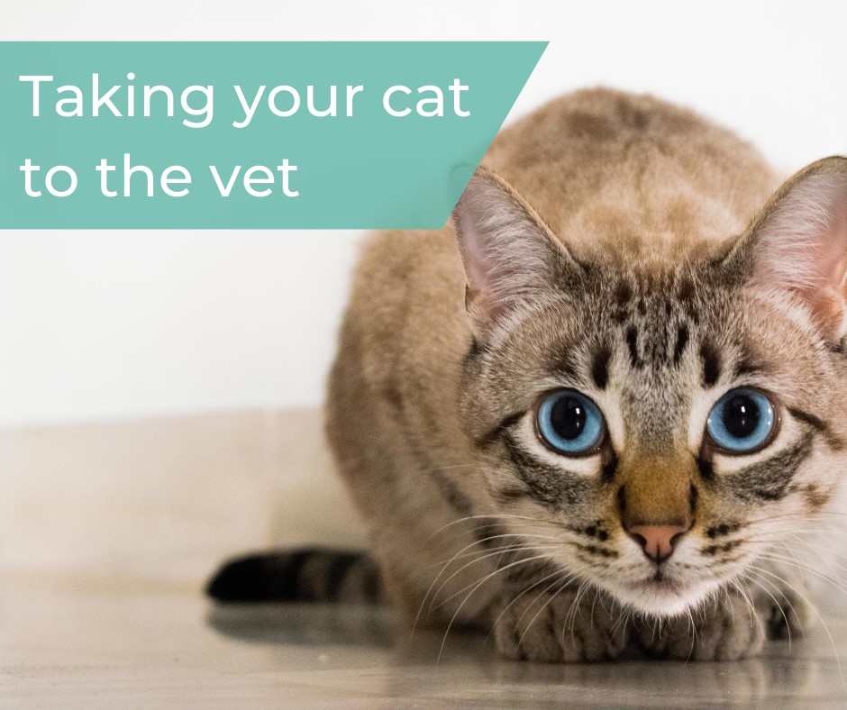 A cat with big blue eyes