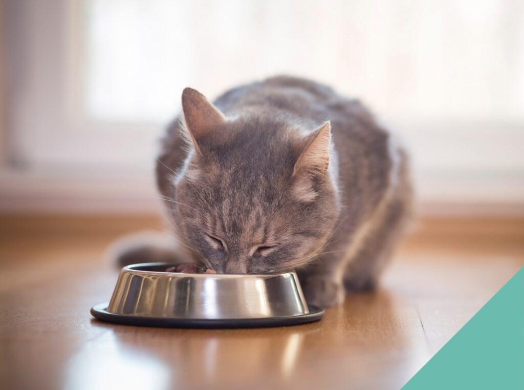 A cat eating out of a bowl
