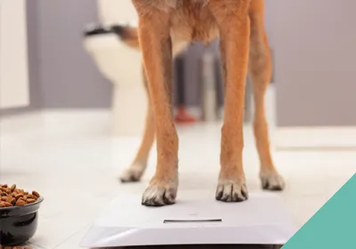 dog standing on scales
