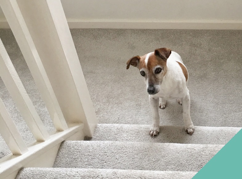 A senior dog at the bottom of the stairs