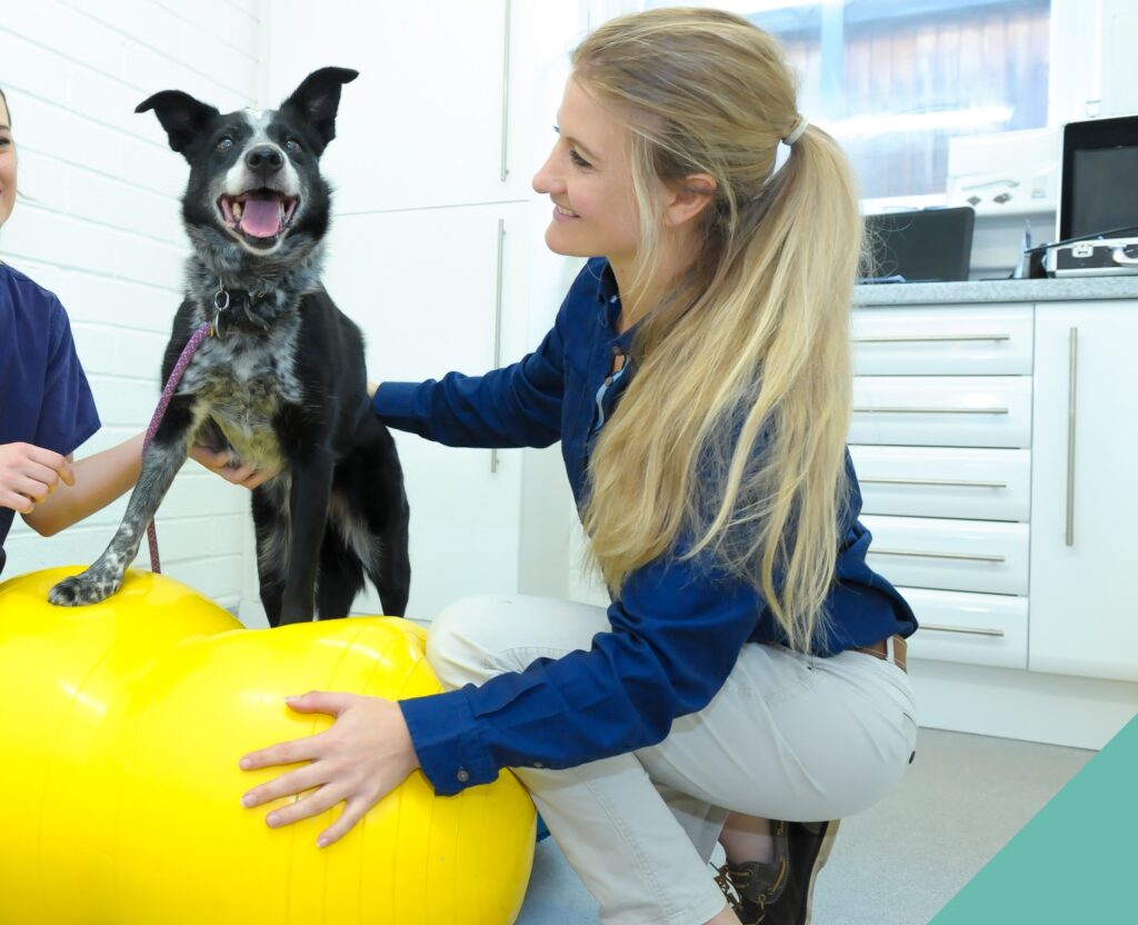 A dog on a yellow ball