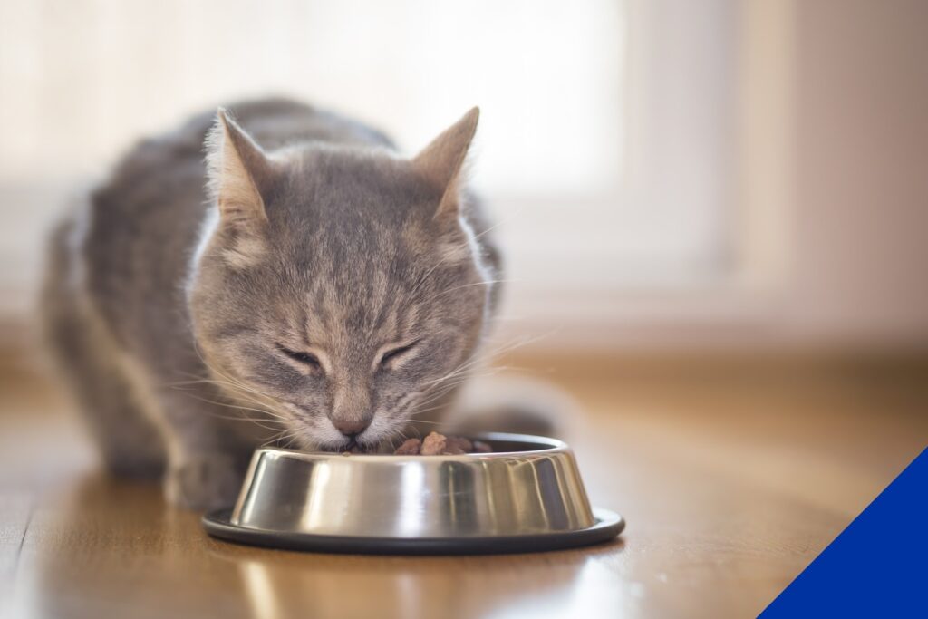 cat eating food out of metal bowl