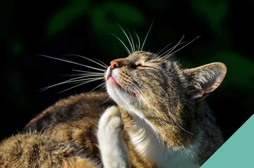 cat scratching chin