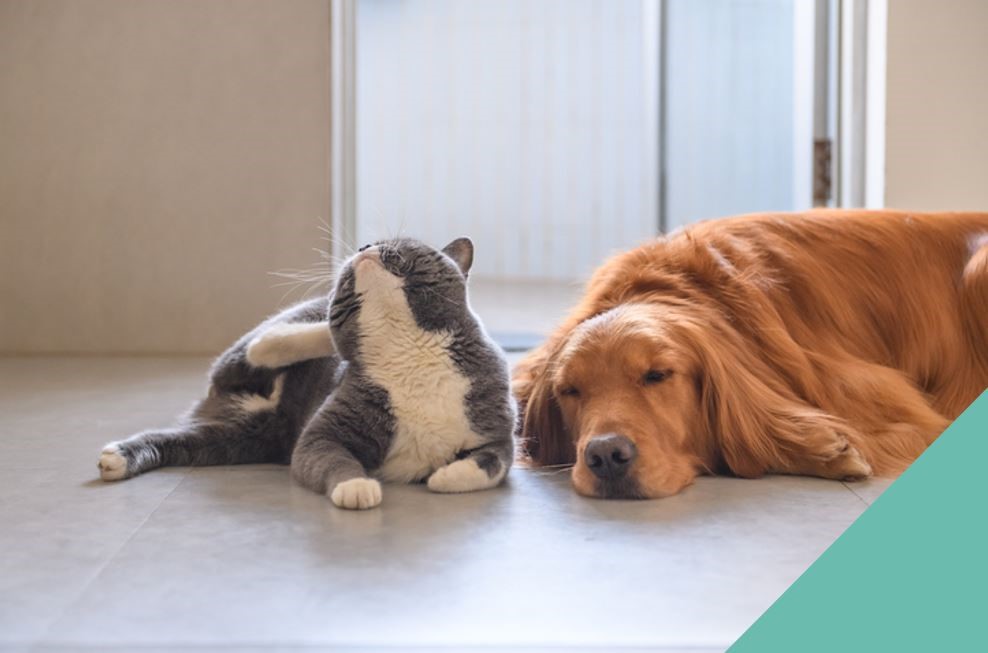 dog and cat sitting next to eachother