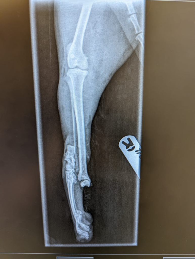 Bubba Case Study Emergency Vets