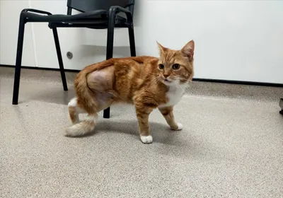 Bubba Case Study Emergency Vets