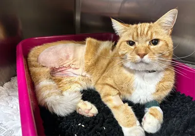 Bubba Case Study Emergency Vets