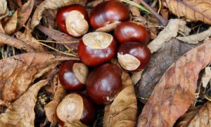 Pile of conkers sitting ontop of Autumn leaves