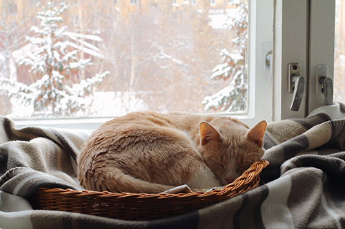 Cat sleeping in a basket