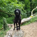 gower vets charity walk 1