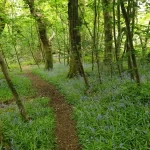 gower vets charity walk 3
