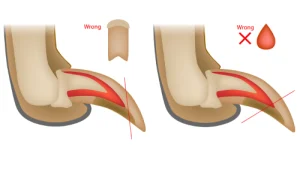 Infographic showing incorrect way to trim claws