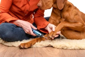 Dog having nail clipped