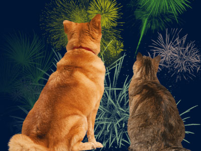 Help with animal anxiety for Halloween and Bonfire Night