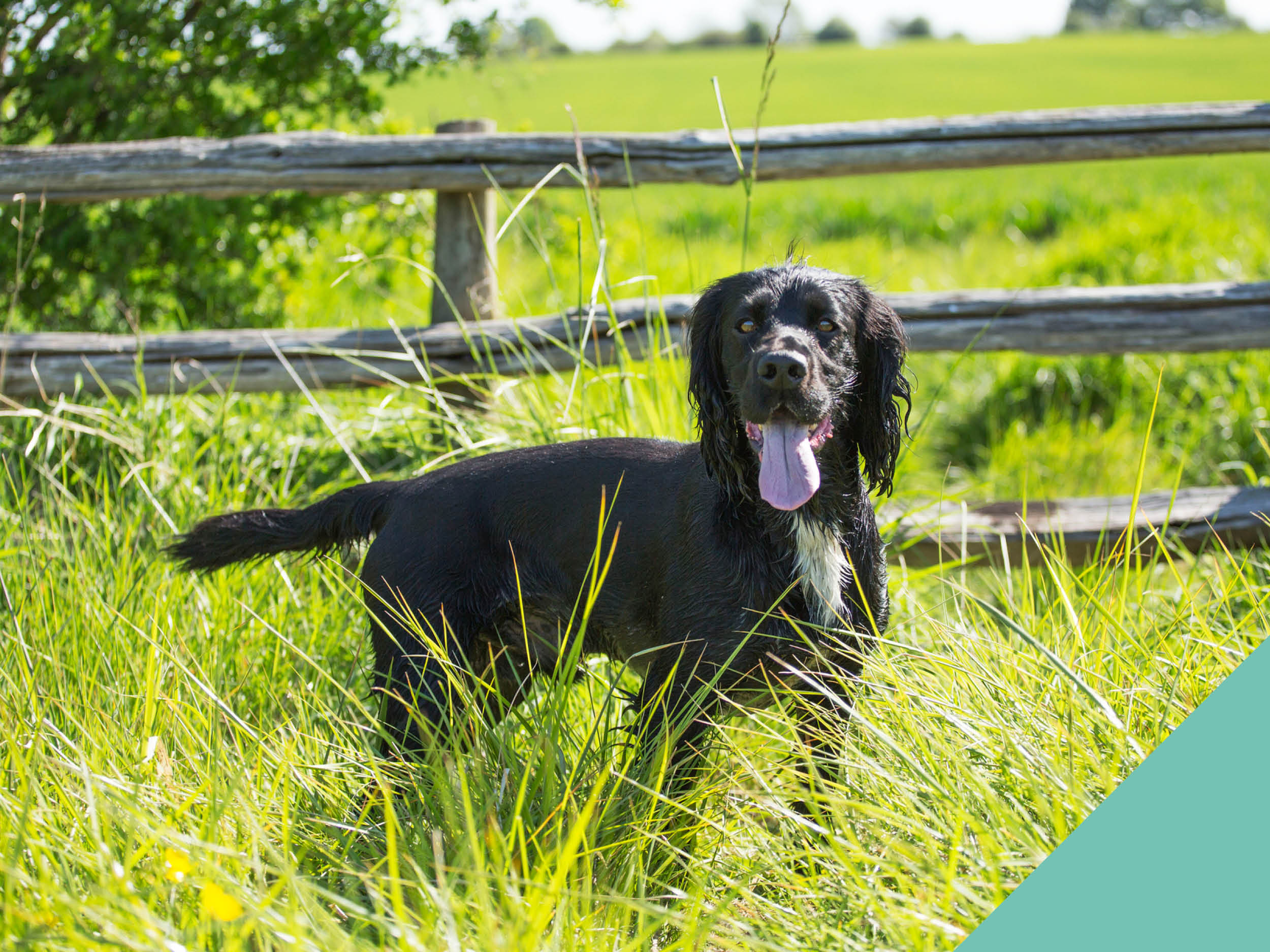 Black dog with his tongue out