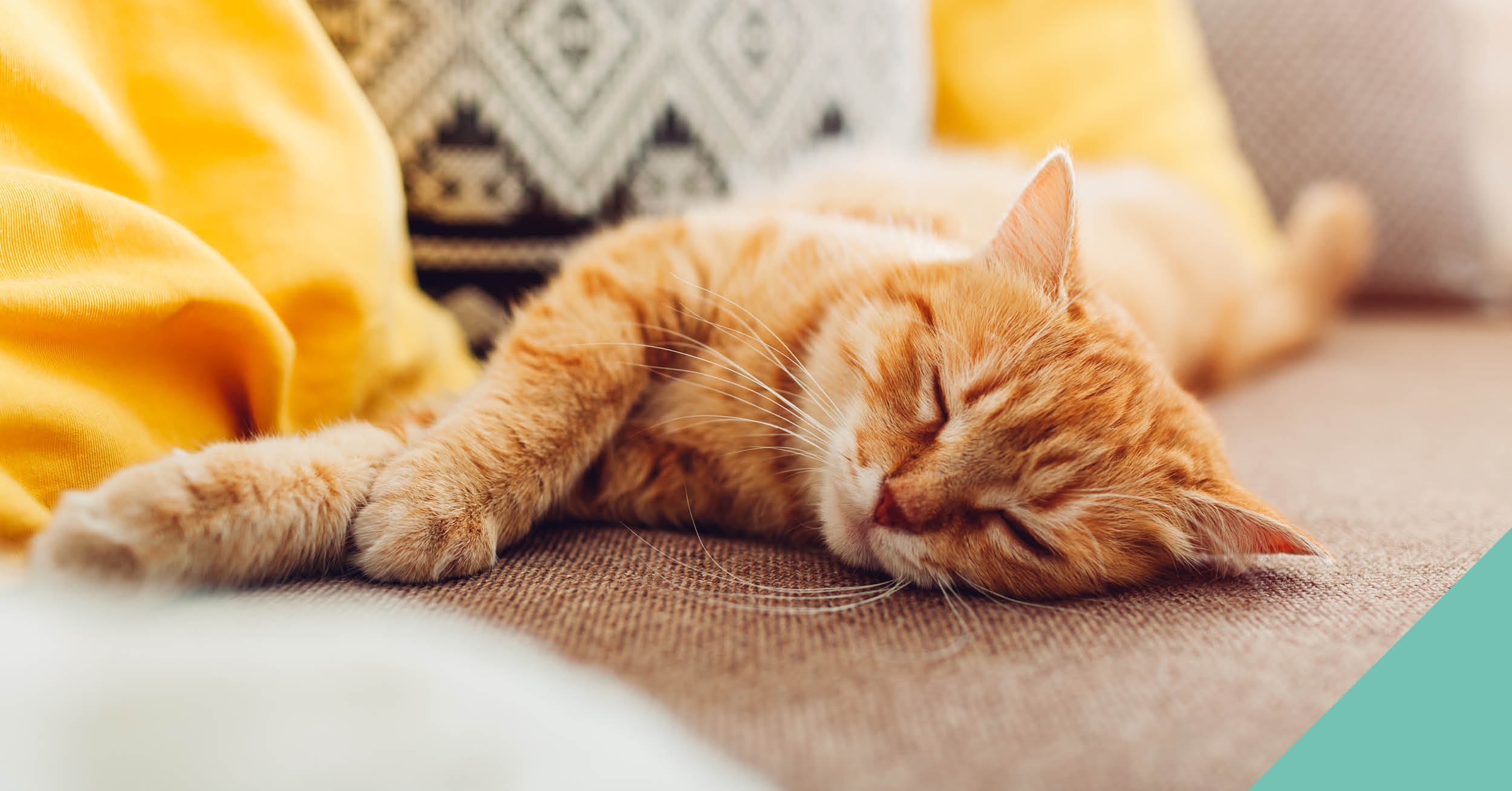 A ginger cat lying down