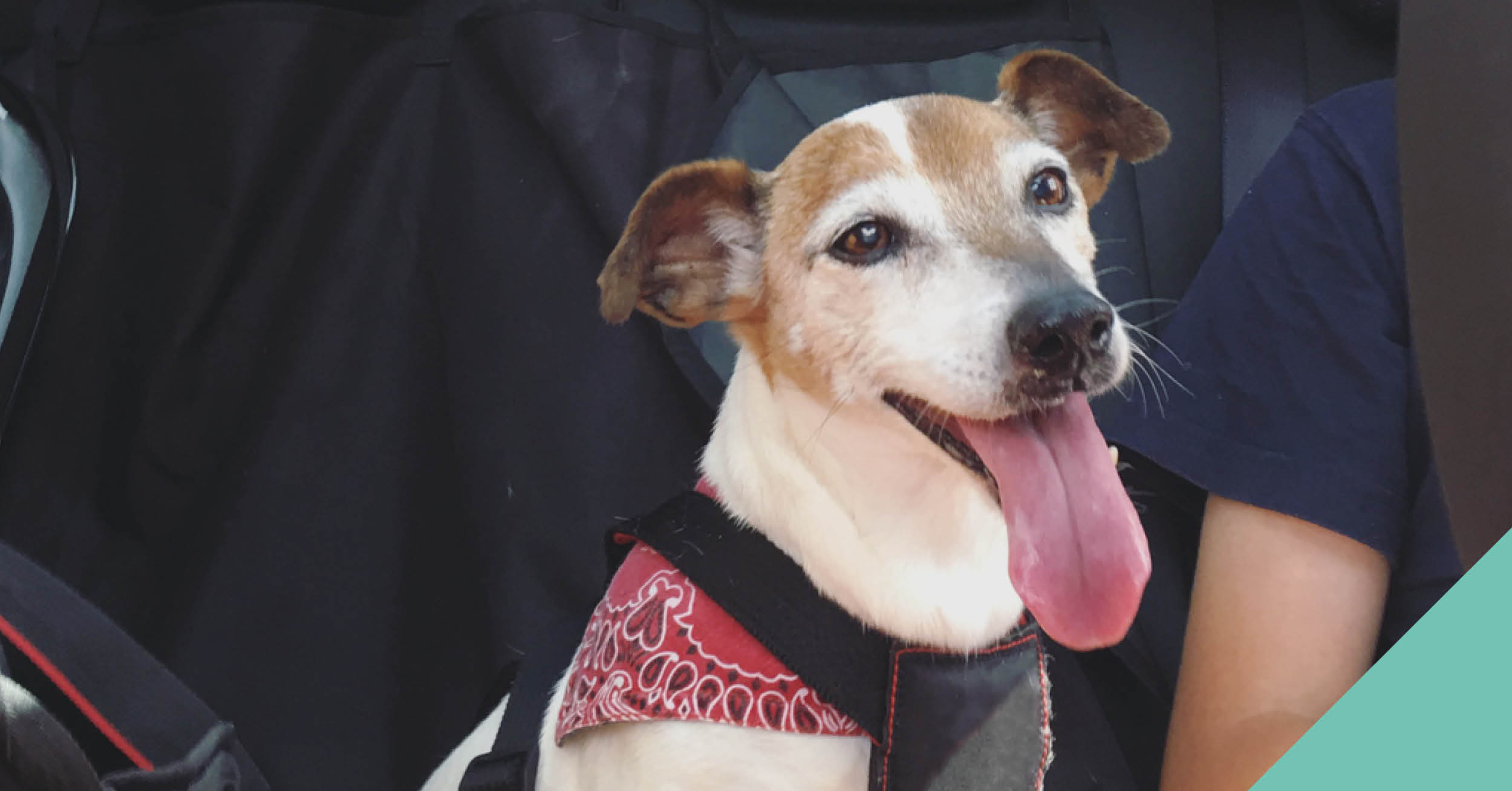 A dog with his tongue out sitting in a car harness