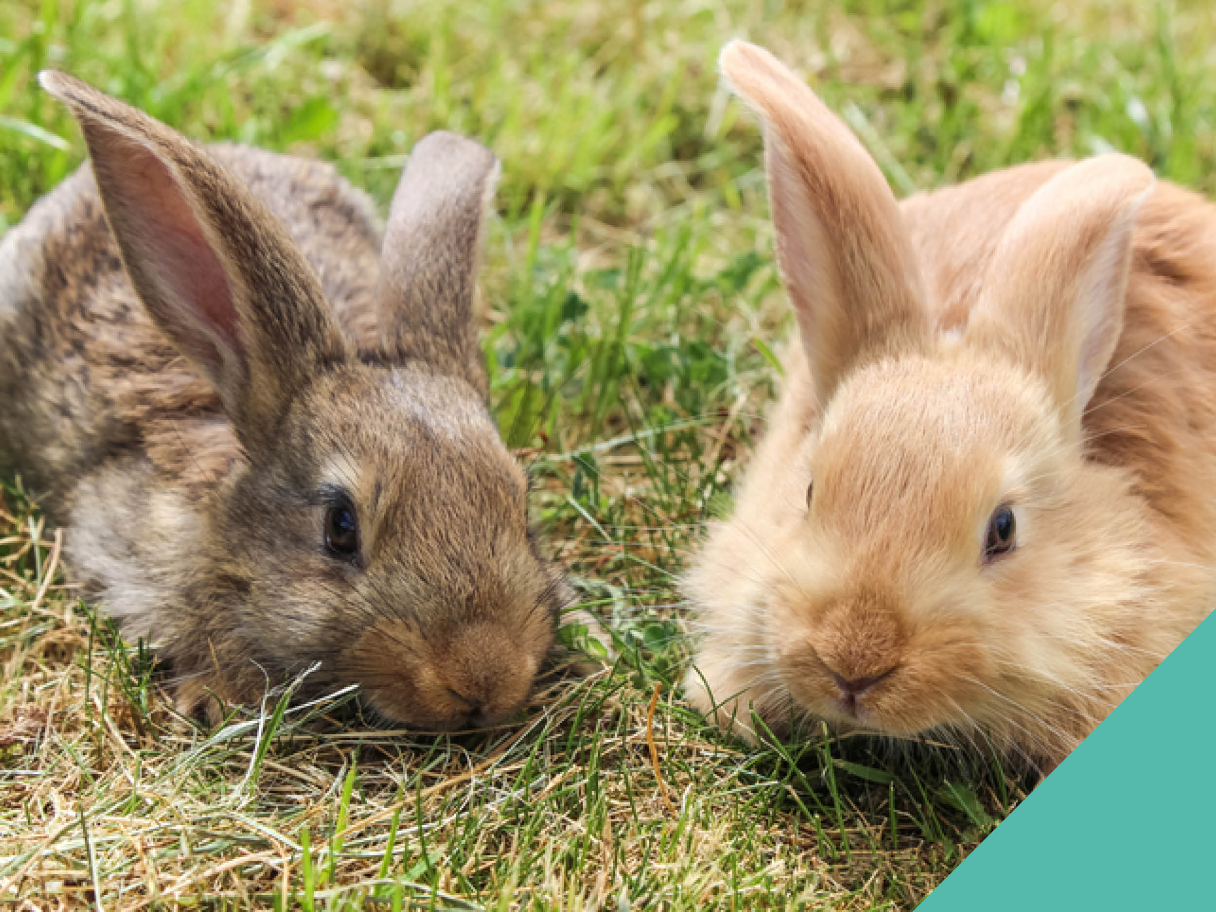 Two rabbits on the grass