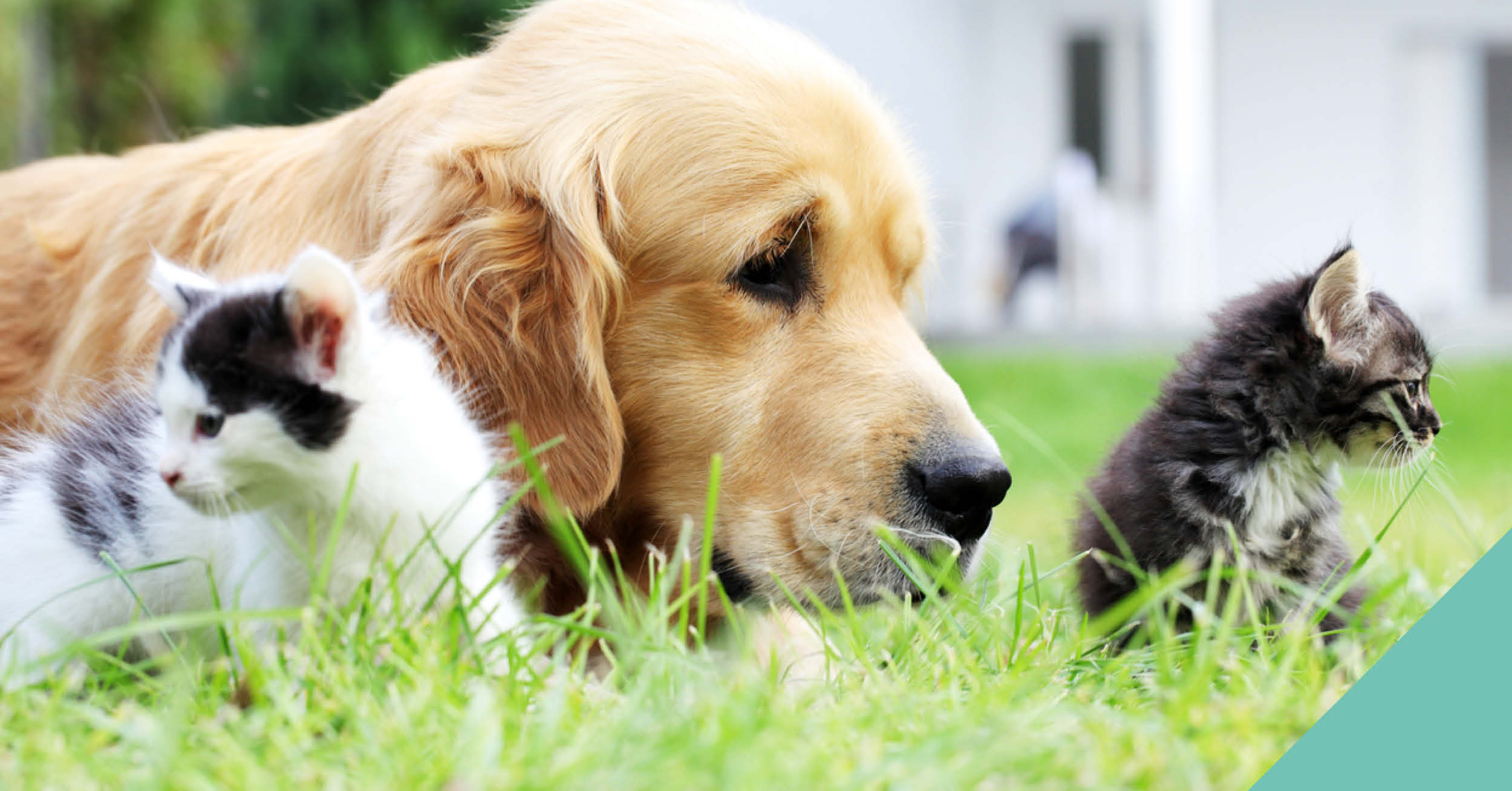 A golden retriever and two cats