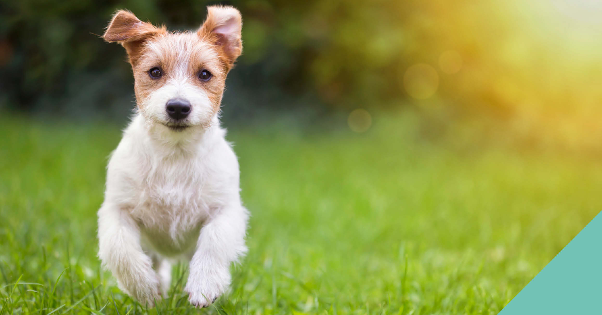 A little brown and white dog running
