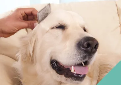 dog enjoying being brushed