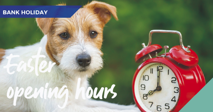 dog sat with red clock