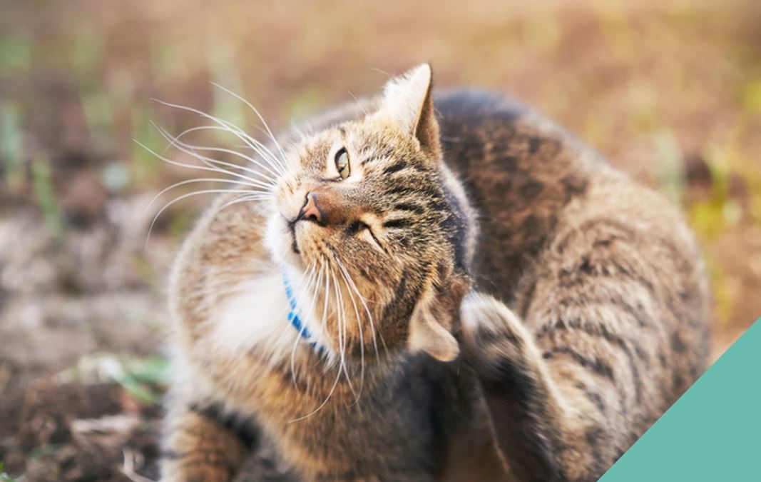 Tabby Cat Scratching ears