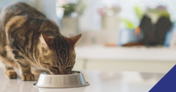 cat eating