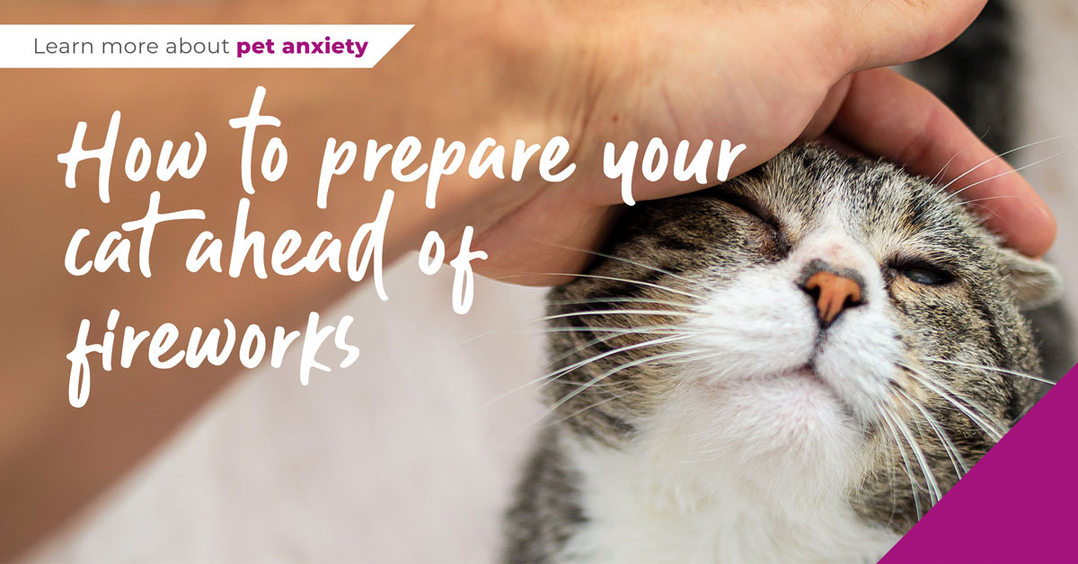 prepare cat for fireworks