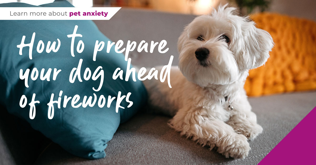 prepare dog for fireworks