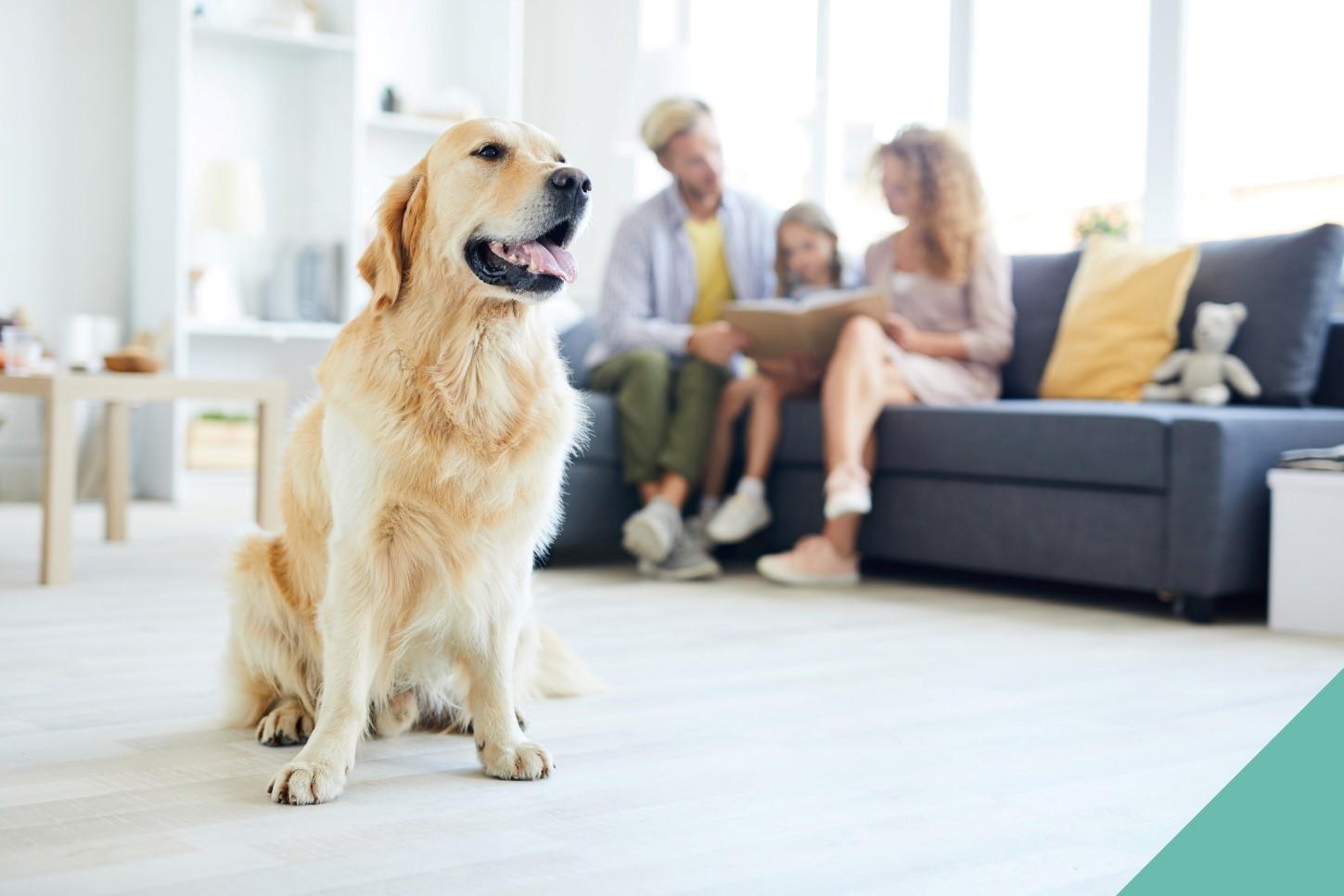 preparing pet for home life changes