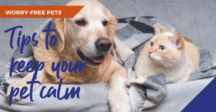 keep your pet calm